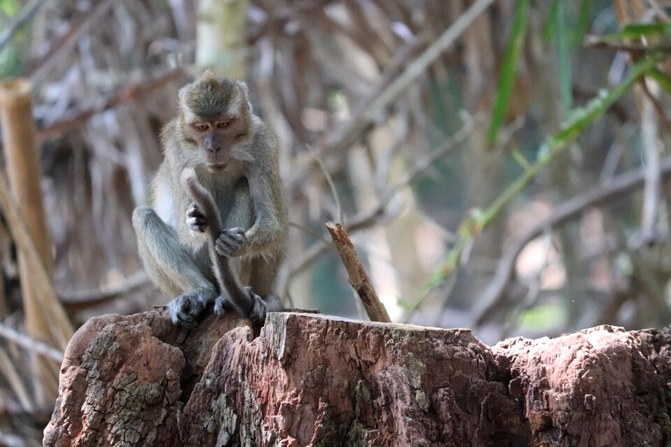 Mammals tropical hairy