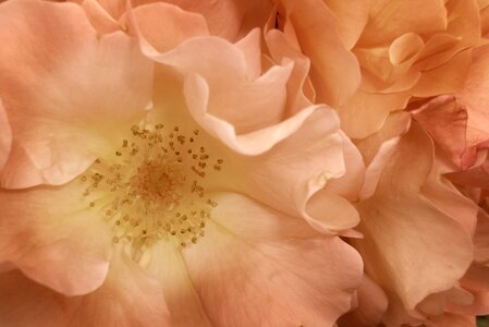 Bloom tender noble