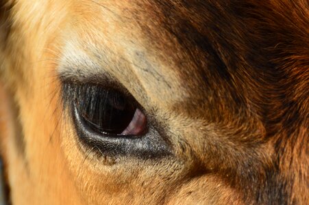 Animals cow eye