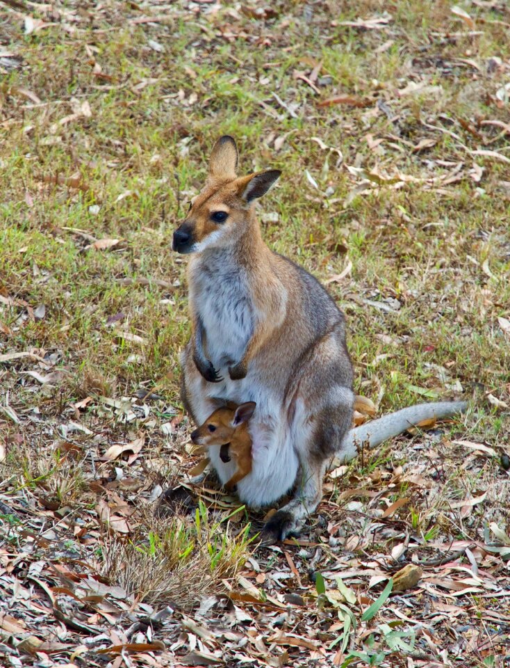 Australia marsupial joey