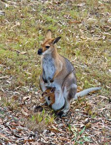 Australia marsupial joey photo
