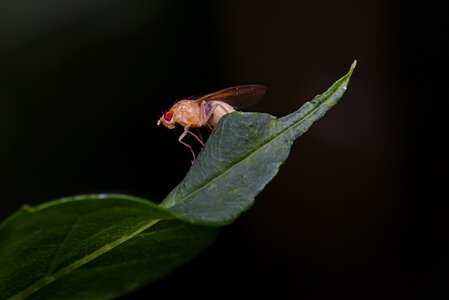 Macro close up flight insect photo