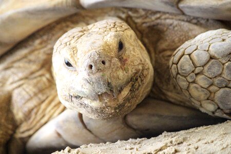Aquatic nature reptile