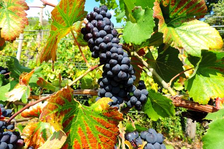 Winegrowing grapes red photo