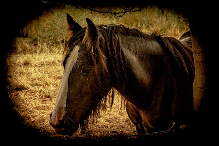 Stables black horse