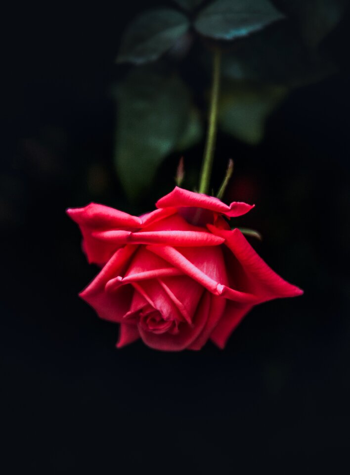 Nature red rose gift photo