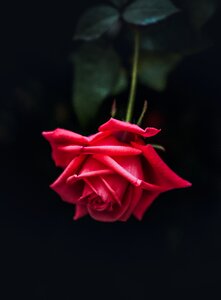 Nature red rose gift photo