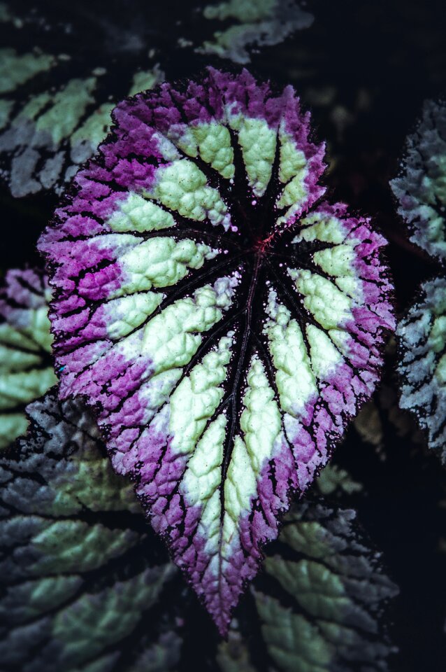 Tropical plant houseplant urban jungle