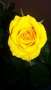 Rosa flowers yellow