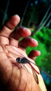 Nature insect animal
