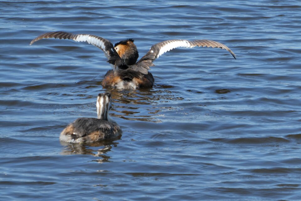 Breeding season waterfowl mother