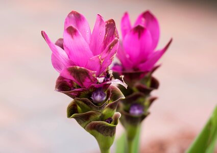 Flower beautiful