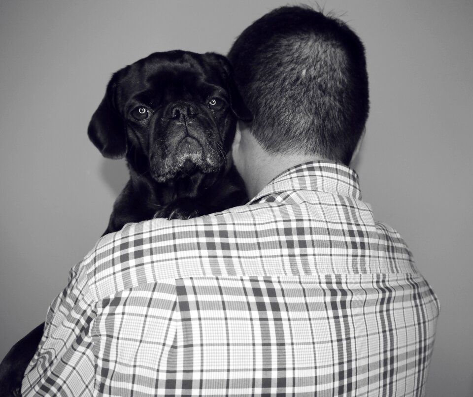 Black pug dogs and owners