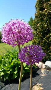 Spring plant garden