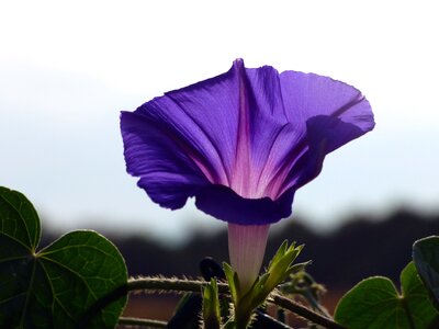 Nature summer petals photo