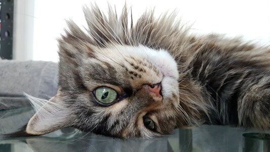 Cat face animals mainecoon