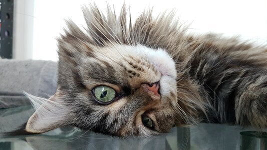 Cat face animals mainecoon photo