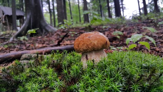 Forest collect mushrooms