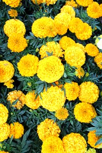 Bloom gardening flower garden