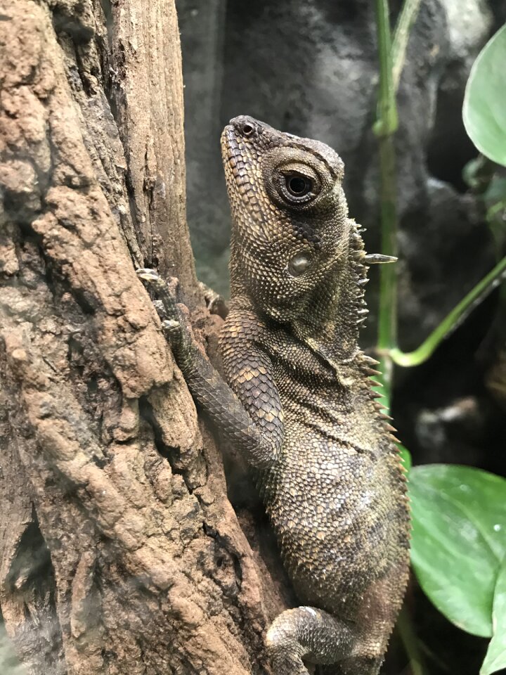 Exotic brown on the tree