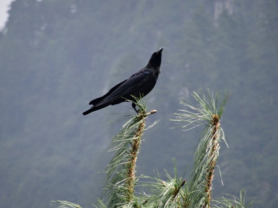Nature animal raven