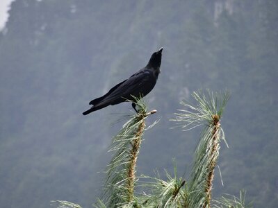 Nature animal raven photo