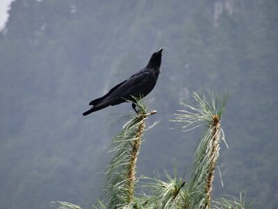 Nature animal raven