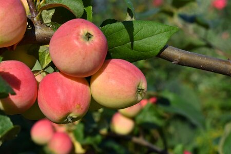 Nutrition healthy fruit