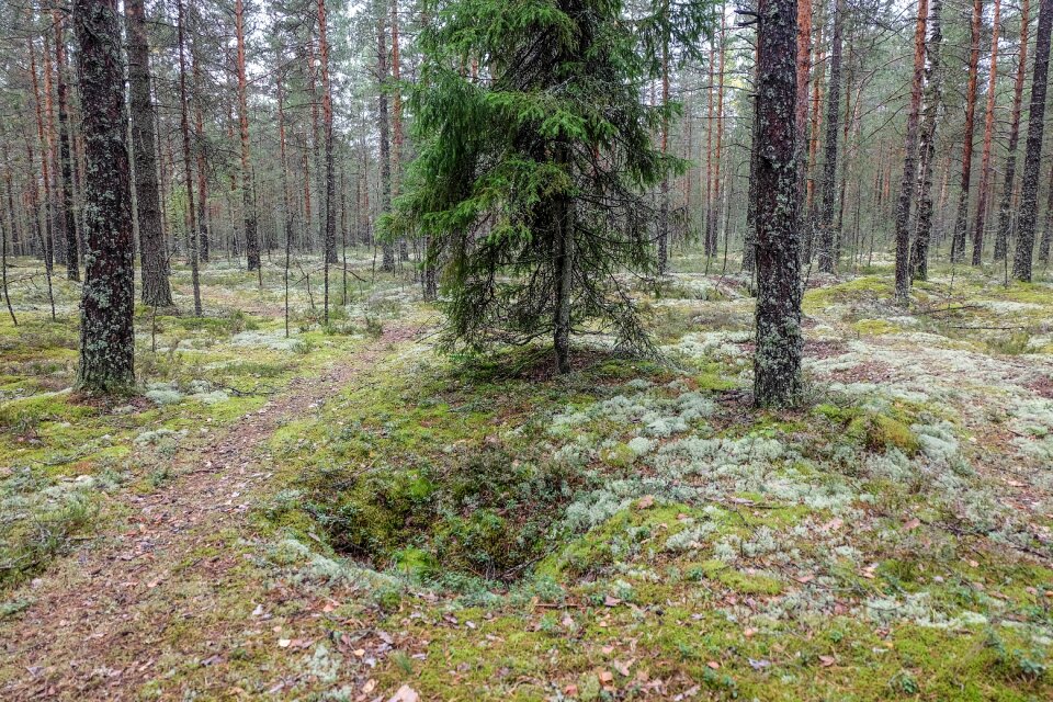 Leningradoblast nature landscape