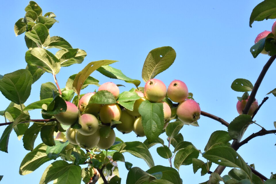 Nutrition healthy fruit