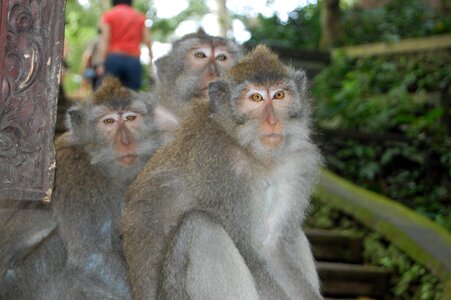 Monkeys monkey family