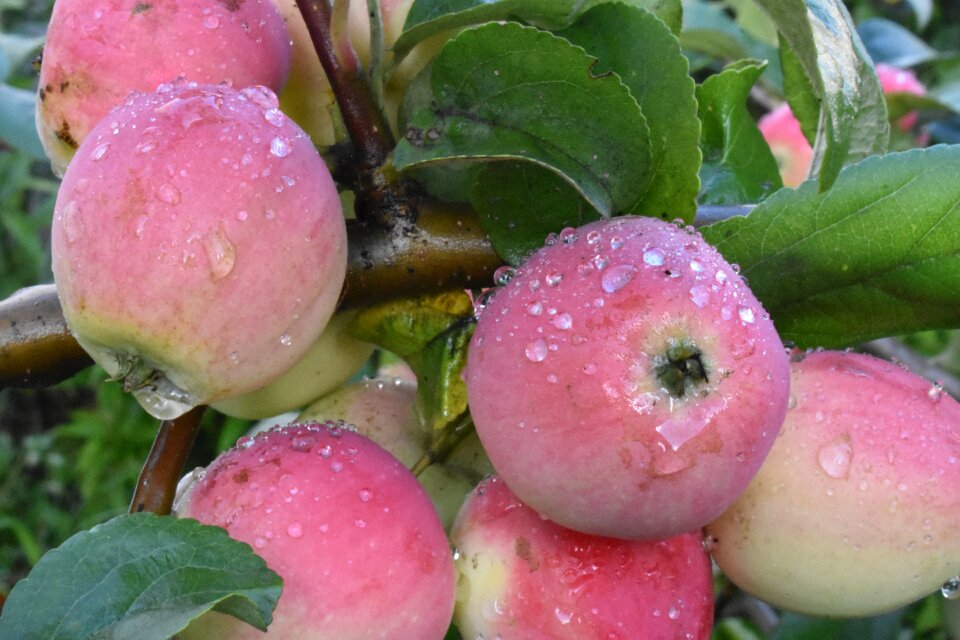 Rain siberia nutrition