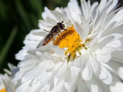 Pollen daisy nature