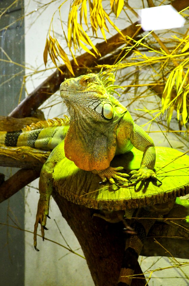Lizard green wild