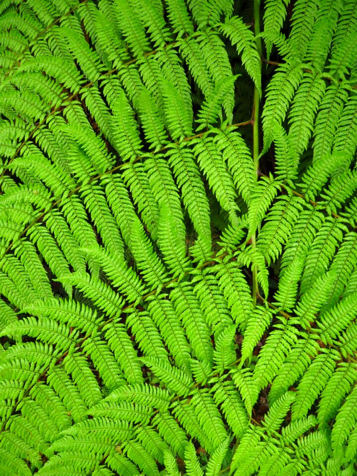 Leaves nature leaf