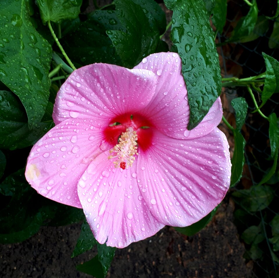 Summer beautiful close up