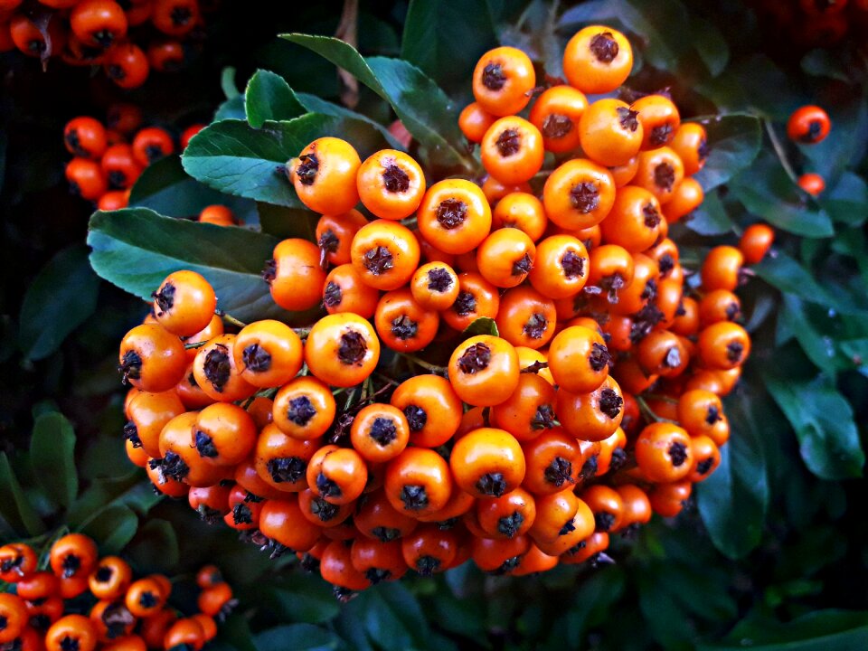 Summer fruit nature