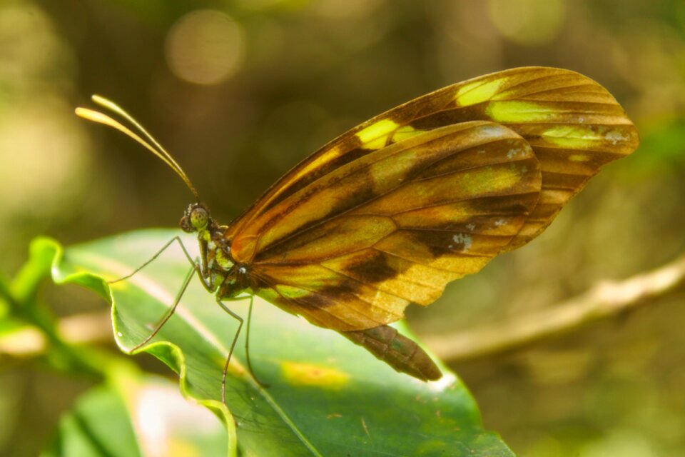 Nature butterflies wings