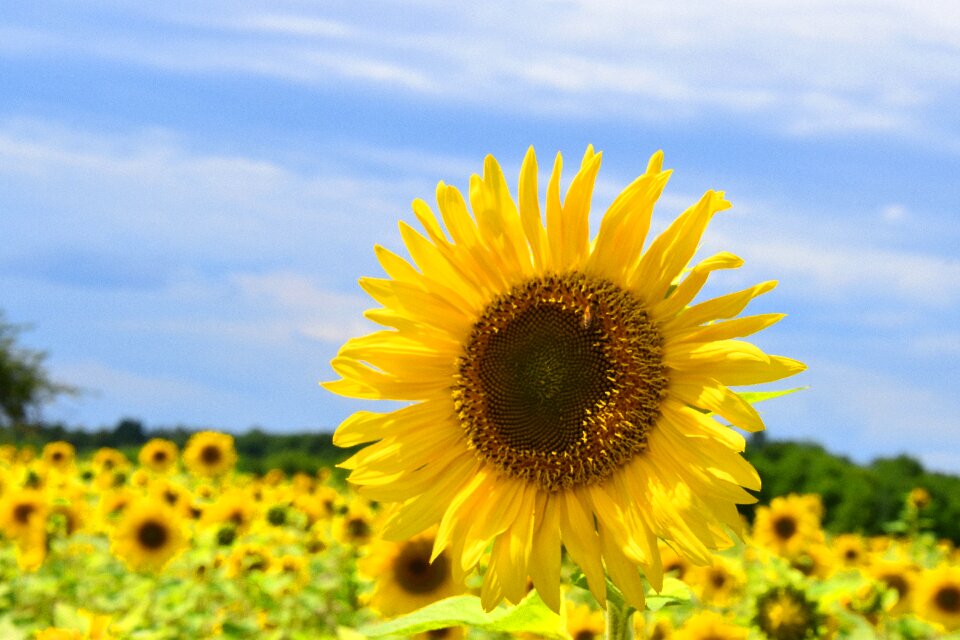 Nature blossom bloom