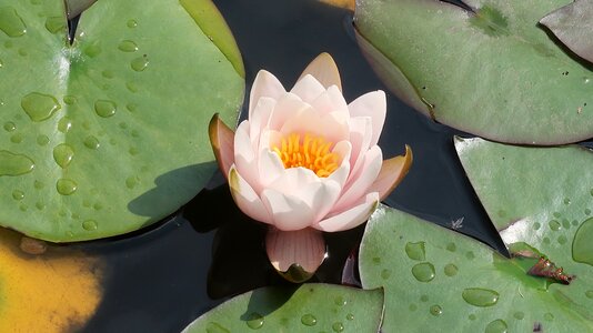 Lotus water lily england