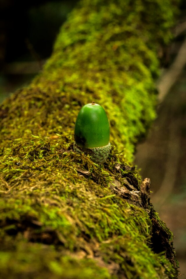 Nature tree leaves