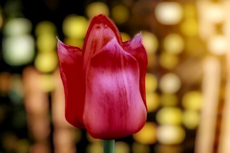 Spring blossom bloom