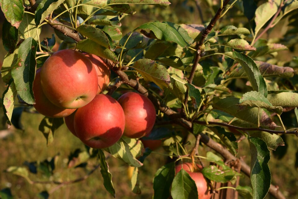 Harvest red nature