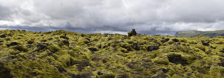 Nature landscape moss