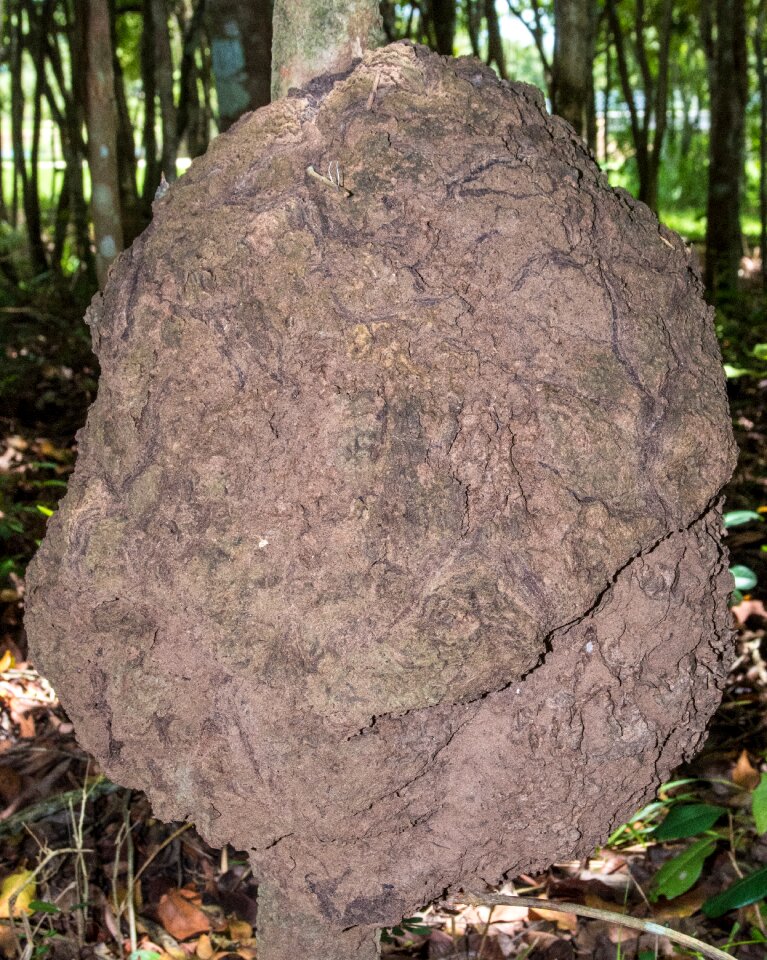 Insects nest