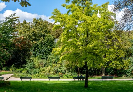 Champs elysees couple tree