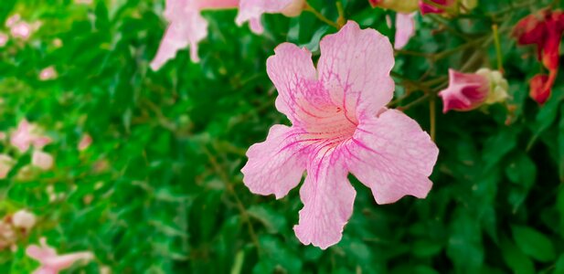 Green flower garden photo