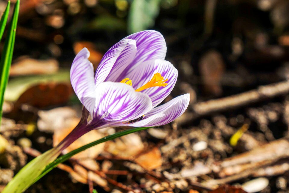 Flower spring crocus