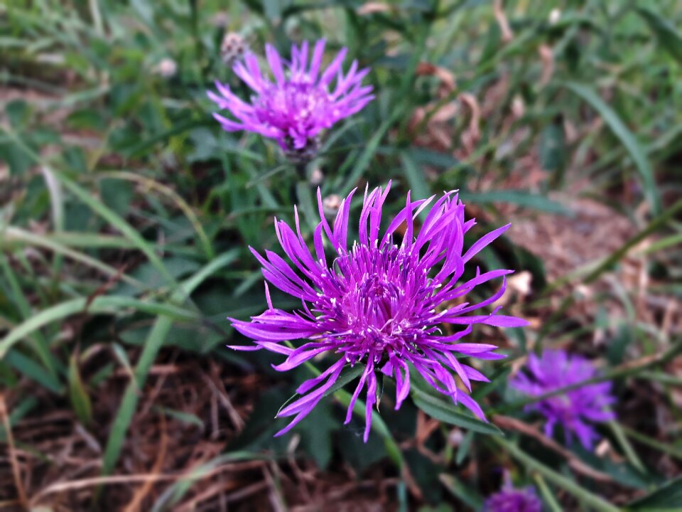 Lila flowers violet