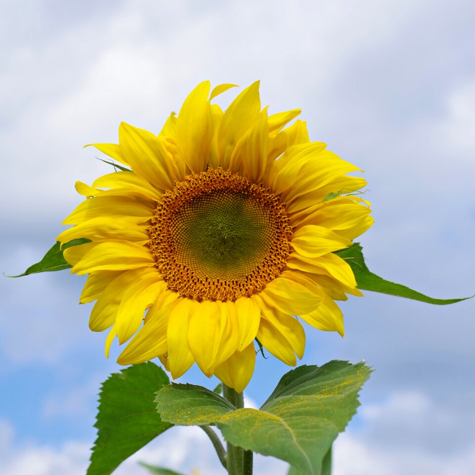 Sunflower sky yellow